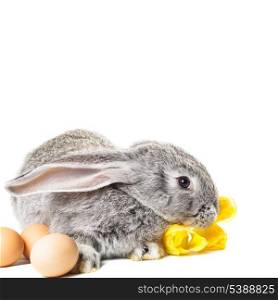 Gray rabbit with tulips and eggs on white