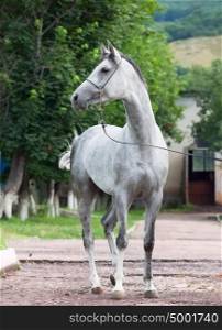 gray racing arabian horse