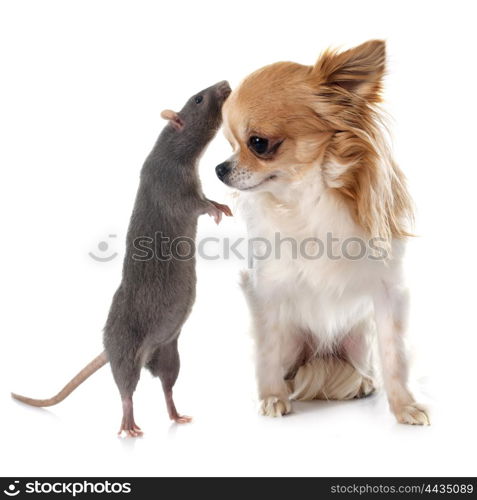 gray rat and chihuahua in front of white background