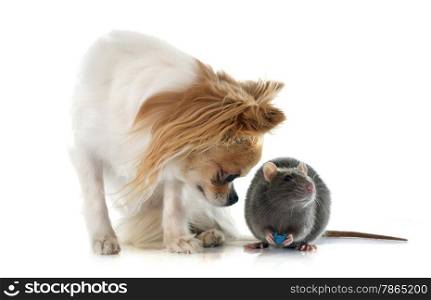 gray rat and chihuahua in front of white background