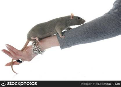 gray rat in front of white background