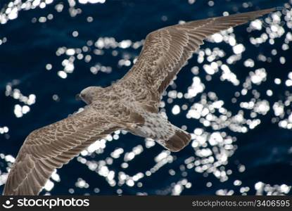 Gray seagull with streched wings on wave background