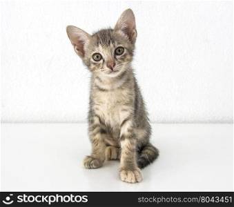 Gray short hair kitten sitting isolated on white cement wall background and white floor
