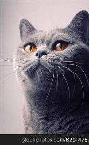 gray shorthair British cat with bright yellow eyes closeup