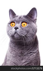 gray shorthair British cat with bright yellow eyes isolated on a white background