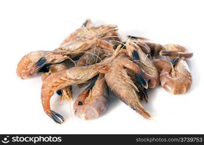 gray shrimp in front of white background