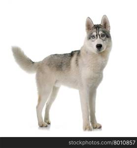 gray siberian husky in front of white background