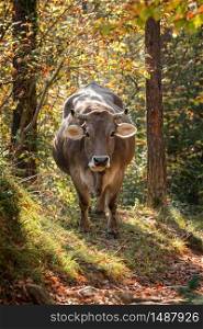 Gray spanish cow in ther forest