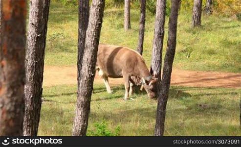 Gray spanish cow in ther forest