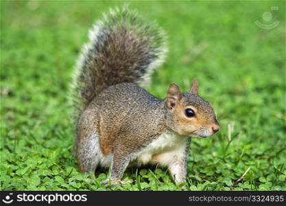 gray squirrel on green meadow