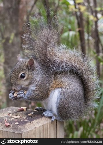 Gray squirrel, Sciurus Carolinensis, sitting on a fence post eating a peanut
