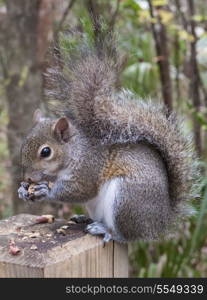 Gray squirrel, Sciurus Carolinensis, sitting on a fence post eating a peanut