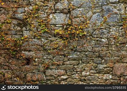 Gray stone rock wall background and ivy leaves green plants