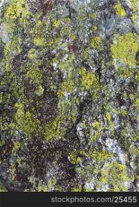 Gray stone surface (macro) with green lichen (background).