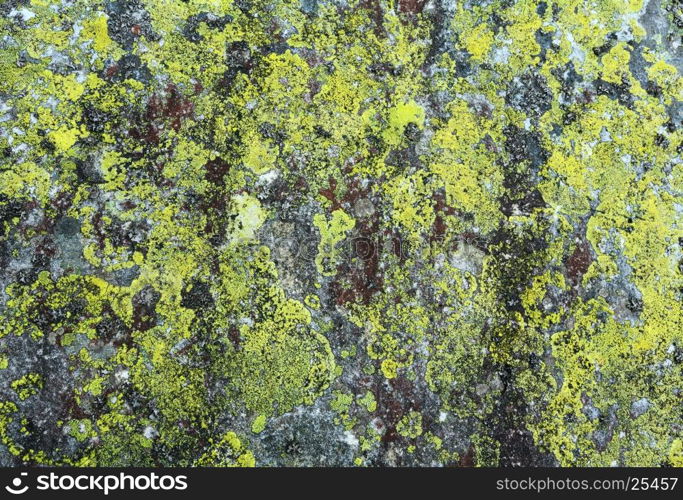 Gray stone surface (macro) with green lichen (background).