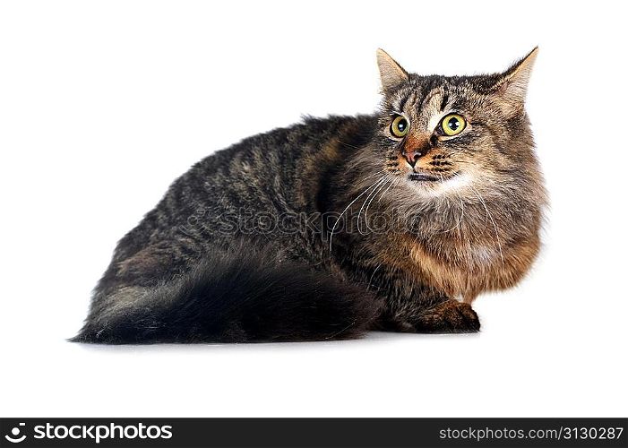gray striped cat lies isolated