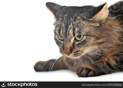 gray striped cat lies isolated