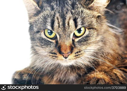 gray striped cat lies isolated