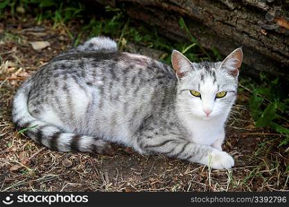 gray striped cat lying on ground