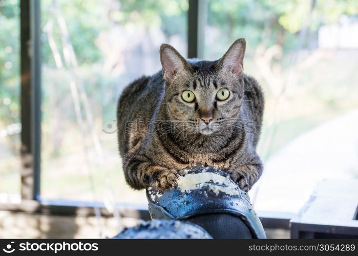 gray striped cat scratching a black chair.