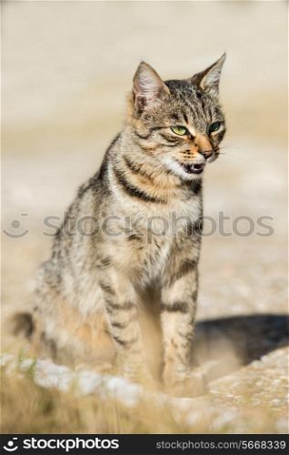 Gray striped cat with yellow eyes sitting on green grass