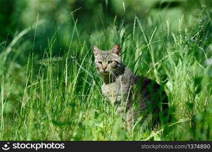 gray striped domestic cat sitting in the grass. domestic cat in the grass