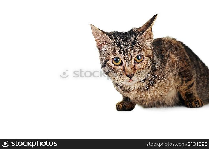 gray striped kitten isolated