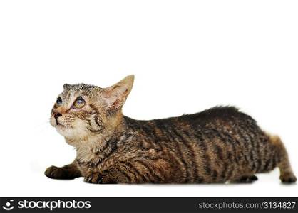 gray striped kitten isolated