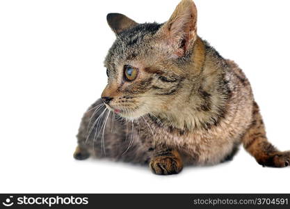 gray striped kitten isolated