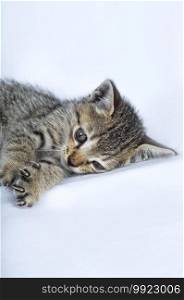 Gray striped Kitten on a white background, Small predator,