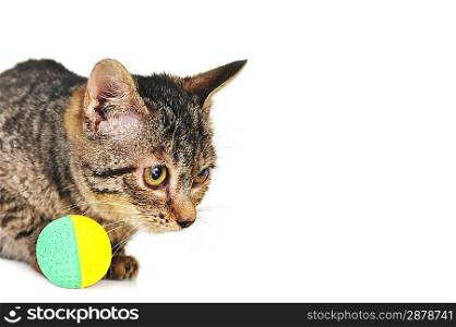 gray striped kitten plays with ball