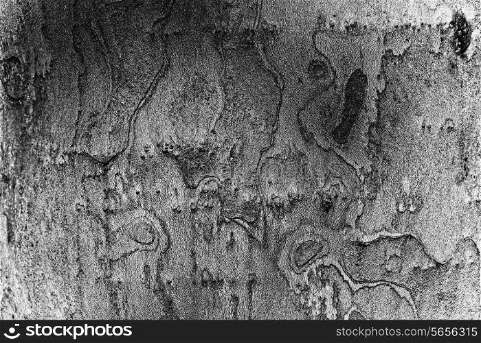 Gray sycamore bark texture close-up