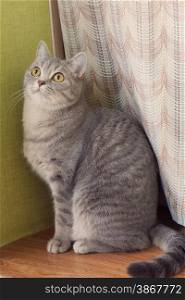 gray tabby cat sitting on a window sill and looking up
