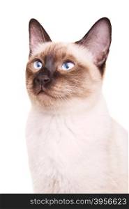 gray thai cat with blue eyes portrait, isolated on white background