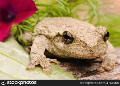 Gray Tree Frog with Flower