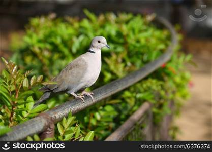 gray tropical bird sitting on fence in park
