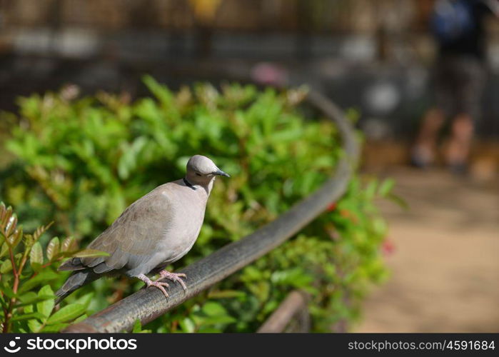 gray tropical bird sitting on fence in park. gray bird