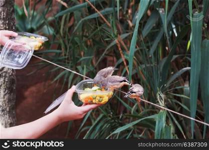 gray tropical birds eat food from boxes