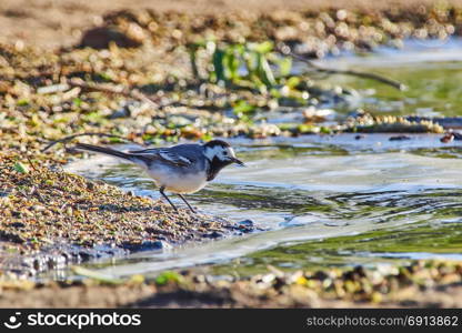 gray wagtail on the river bank