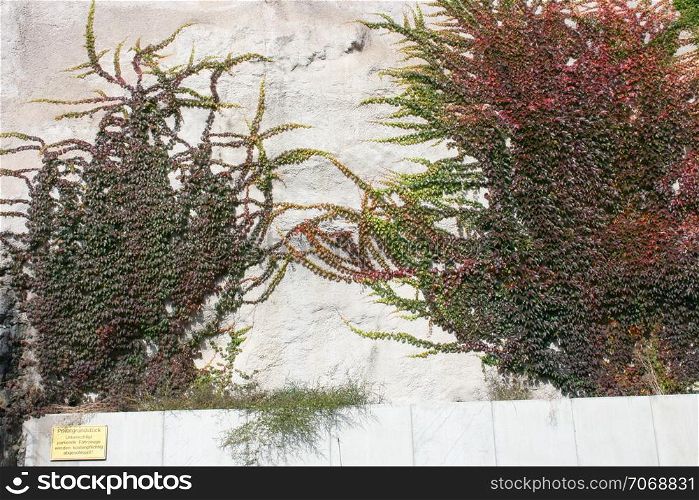 gray wall covered with green and red, climbing plant