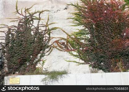 gray wall covered with green and red, climbing plant