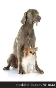 gray Weimaraner and chihuahua in front of white background
