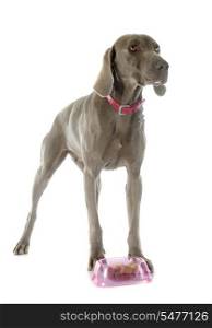 gray Weimaraner eating in front of white background