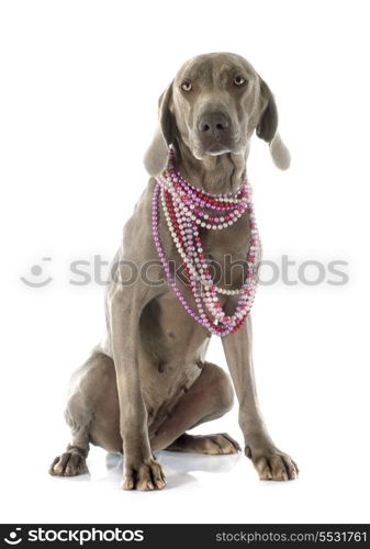 gray Weimaraner in front of white background