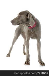 gray Weimaraner in front of white background