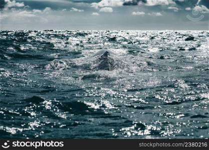 Gray whale  Eschrichtius robustus  surfacing  at Guerrero Negro in the Sea of Cortes, Baja California 