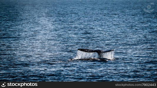 Gray whale watching in the Channel Islands near Ventura.