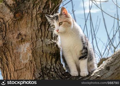 Gray, white and orange cat on a oak tree on sunny day
