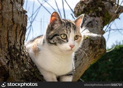 Gray, white and orange cat on a oak tree on sunny day