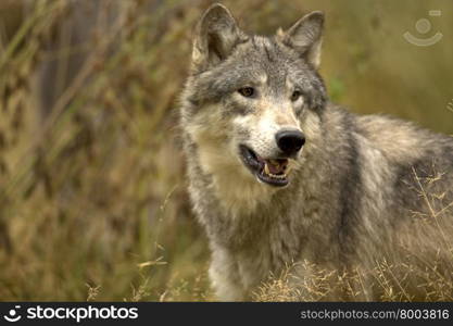 Gray Wolf